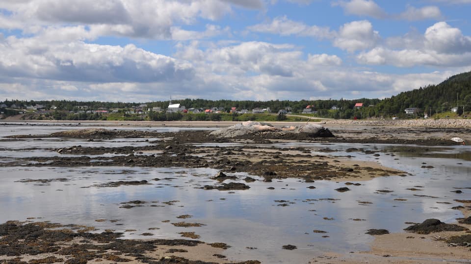 A coastal landscape with rocky shores, patches of seaweed, and a backdrop of houses and trees under a partly cloudy sky.
