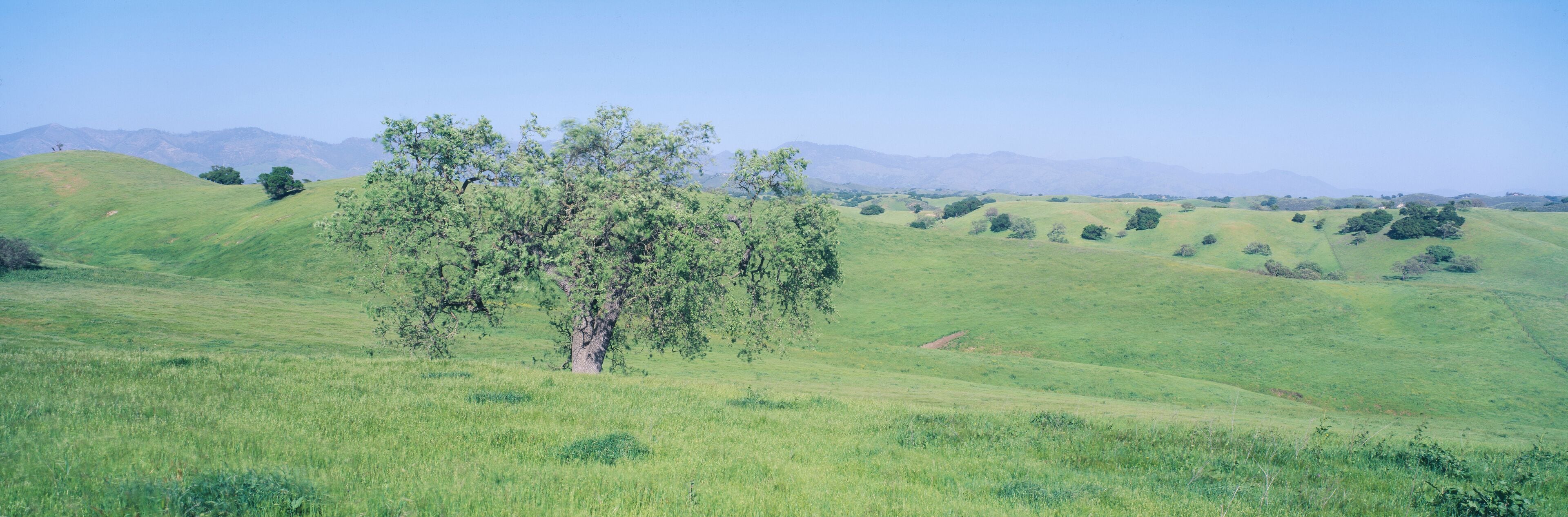 Spring Field, Santa Ynez Valley, California