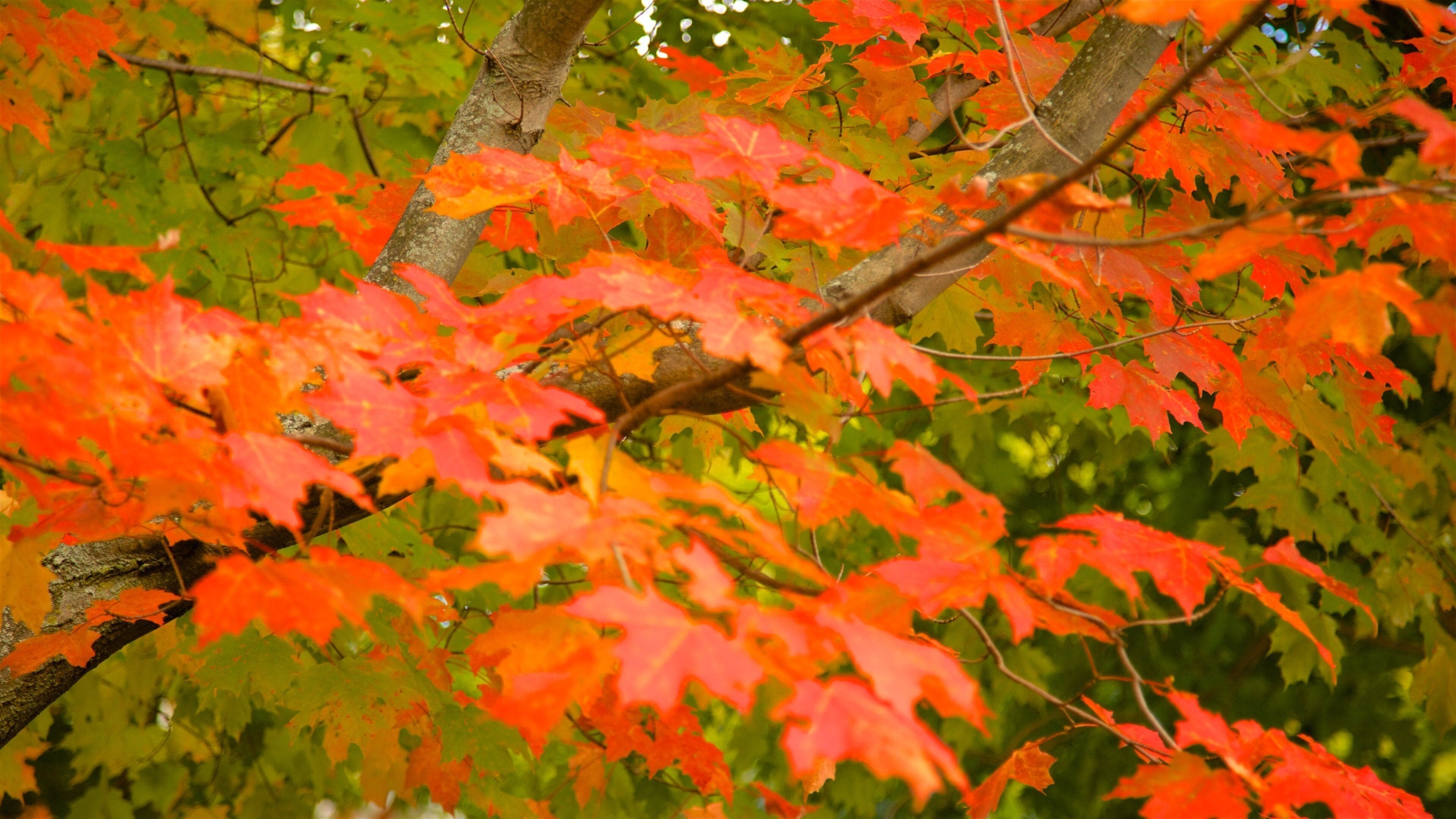 Pennsylvania central ofreciendo hojas de otoño