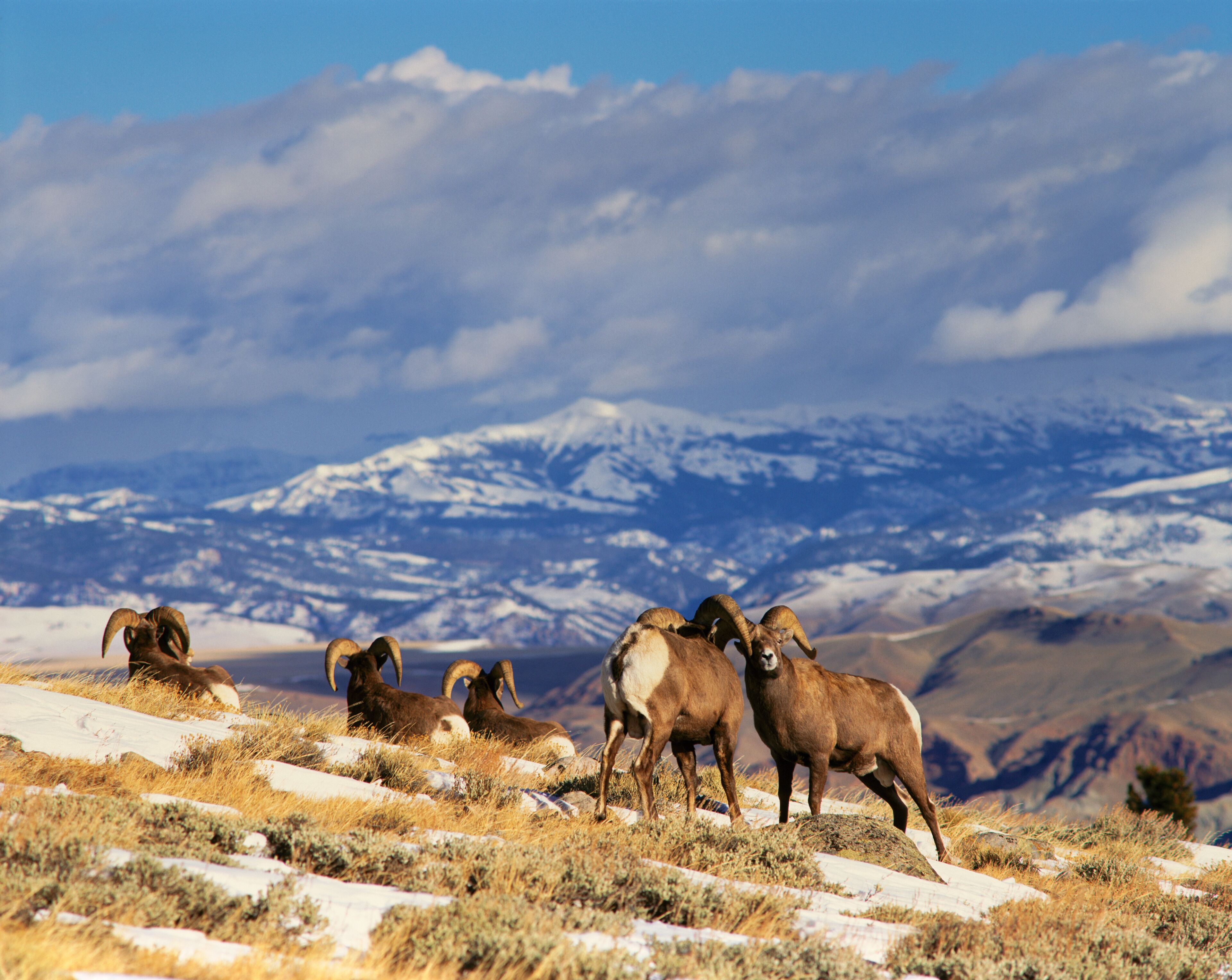 BH-40 Bighorn rams (Ovis canadensis), Whiskey Mountain, Wind River Mountains, near Dubois, Wyoming. Administered by Wyoming game and fish department.