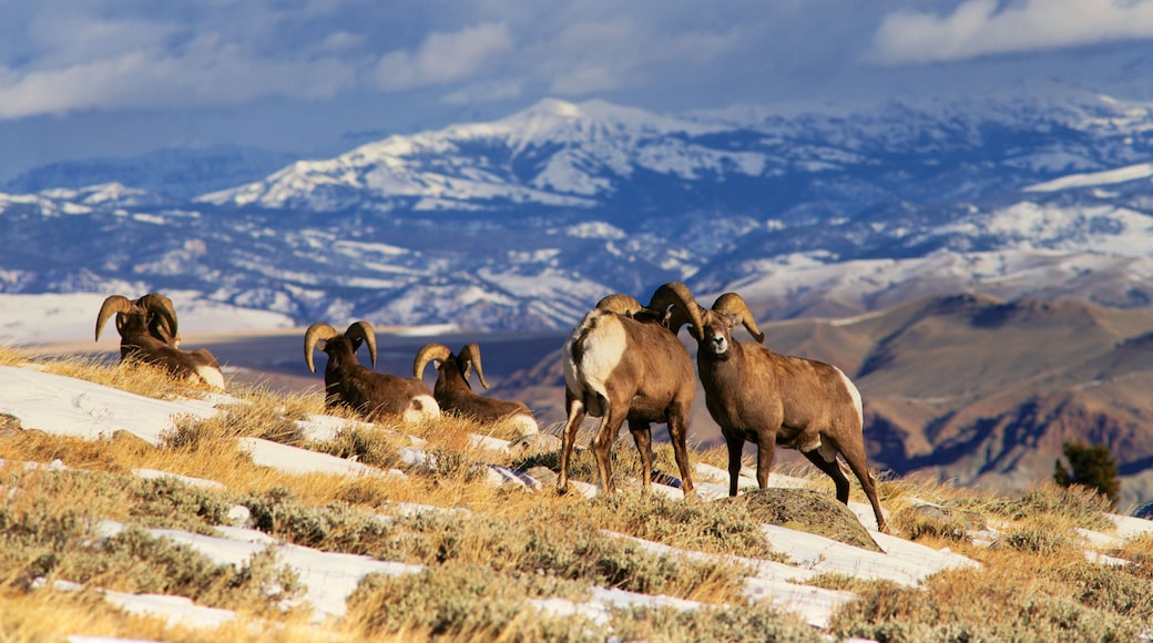 BH-40 Bighorn rams (Ovis canadensis), Whiskey Mountain, Wind River Mountains, near Dubois, Wyoming. Administered by Wyoming game and fish department.