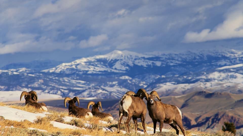 BH-40 Bighorn rams (Ovis canadensis), Whiskey Mountain, Wind River Mountains, near Dubois, Wyoming. Administered by Wyoming game and fish department.