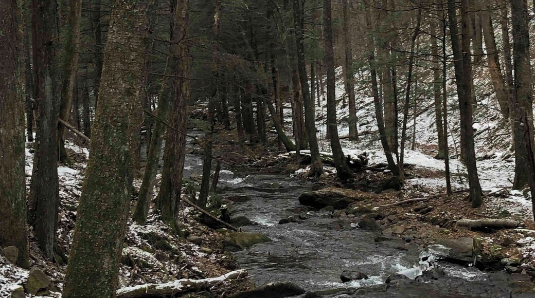 Beautiful creek and trails to hike off of Little Bear Creek.