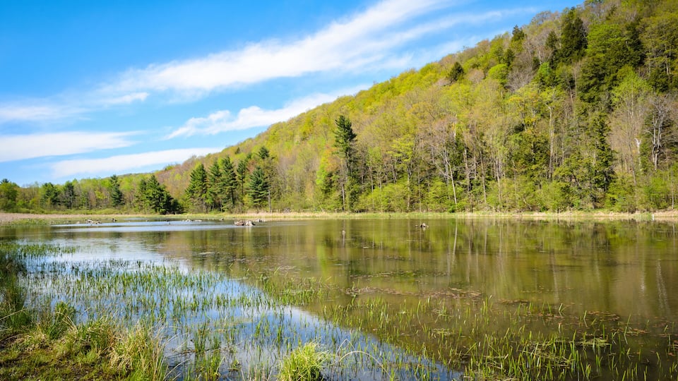 A calm lake surrounded by dense forest and a clear blue sky.