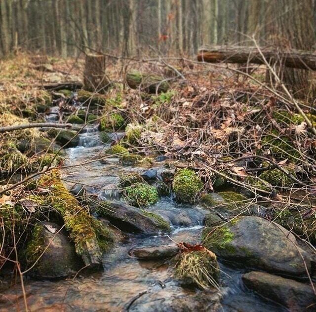 There are plenty of scenic hiking trails around State College including this one at Shingletown Gap, where the trail crosses over and even through small streams and ponds.
#takeahike