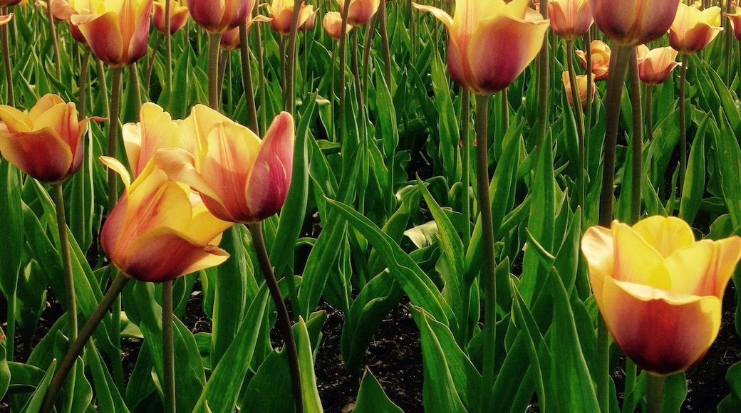 The arboretum at Penn State has a variety of fountains and gardens, including this field of tulips đ·
#weekendgetaway
#colorful