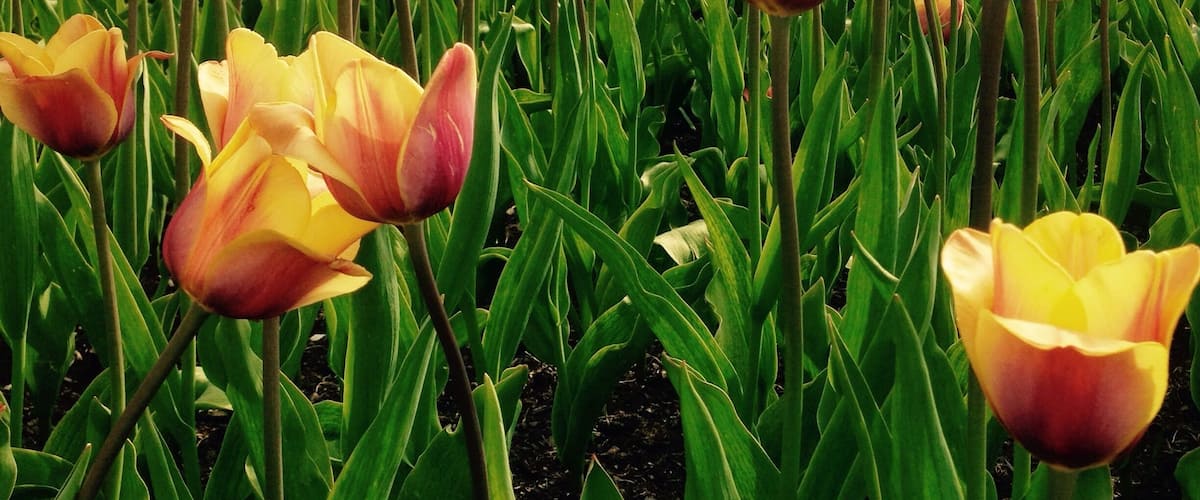 The arboretum at Penn State has a variety of fountains and gardens, including this field of tulips 🌷
#weekendgetaway
#colorful
