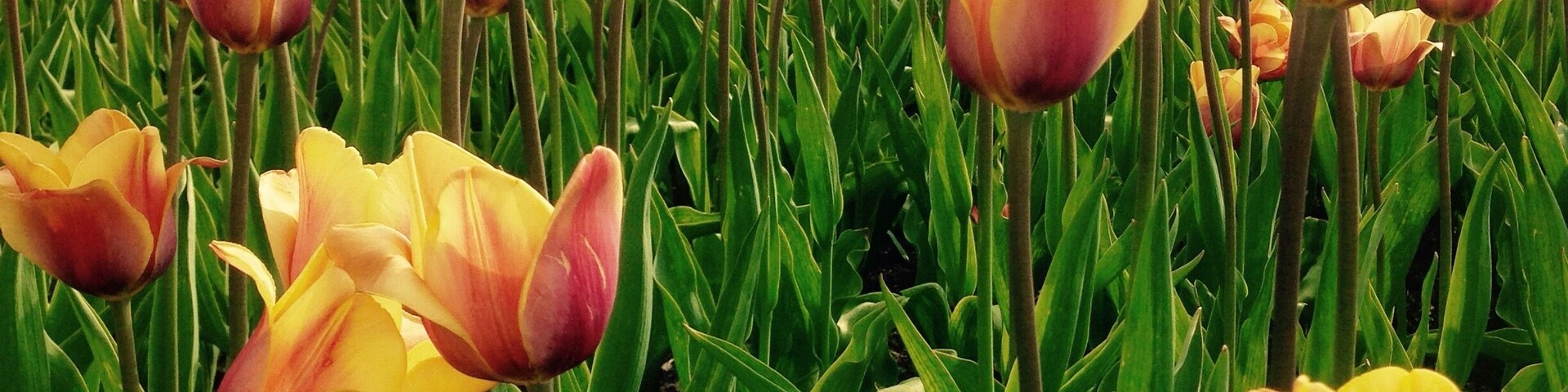 The arboretum at Penn State has a variety of fountains and gardens, including this field of tulips 🌷
#weekendgetaway
#colorful