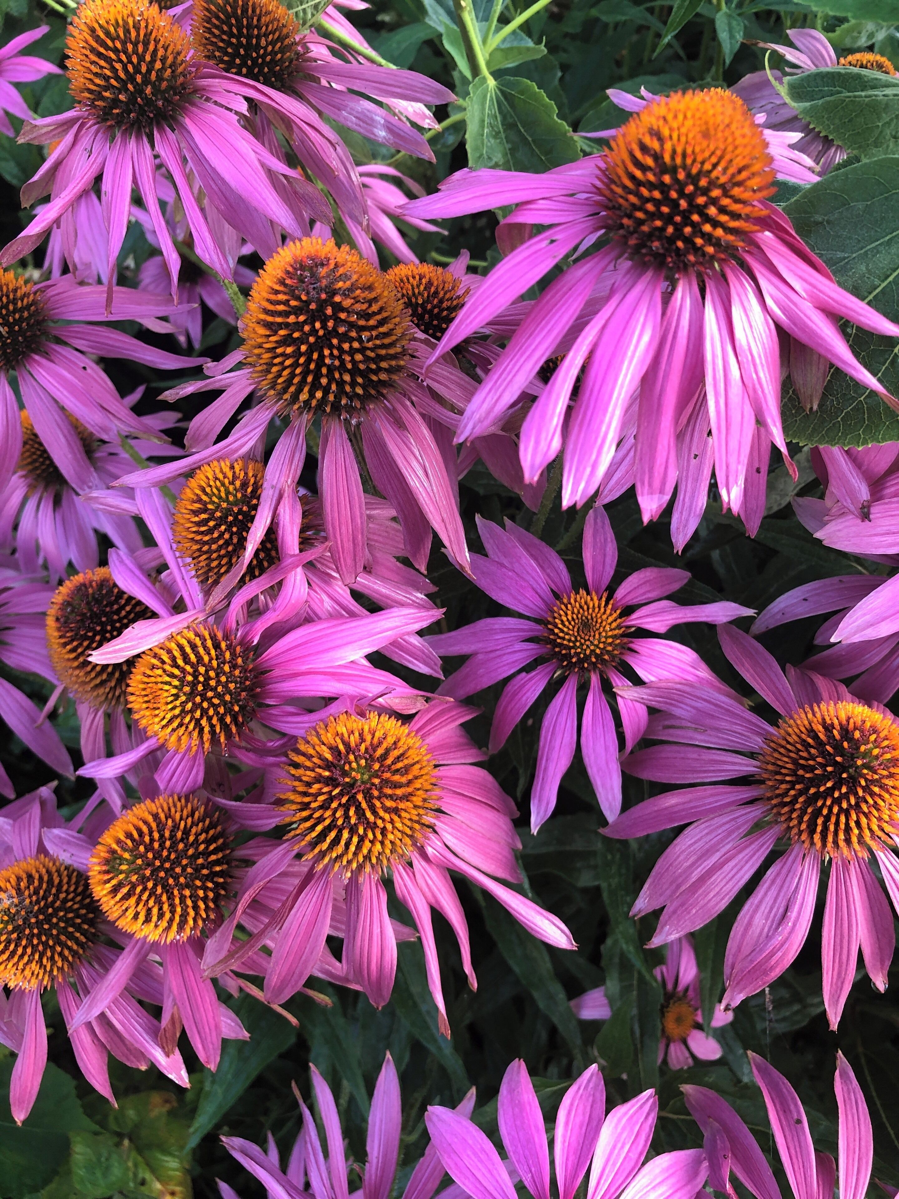 Pretty Coneflowers after a rainstorm