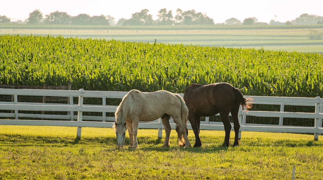 Lancaster featuring land animals, a sunset and farmland