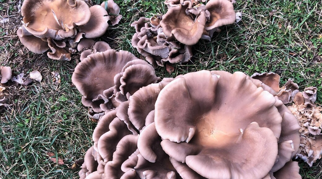 After the rain, discovered this mushroom art on West Chestnut Street.