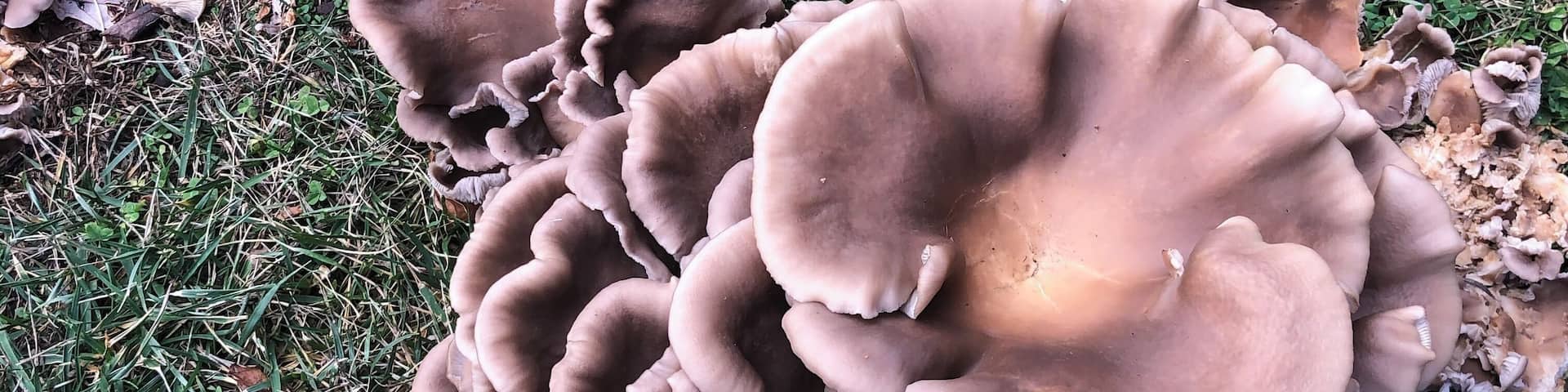 After the rain, discovered this mushroom art on West Chestnut Street.