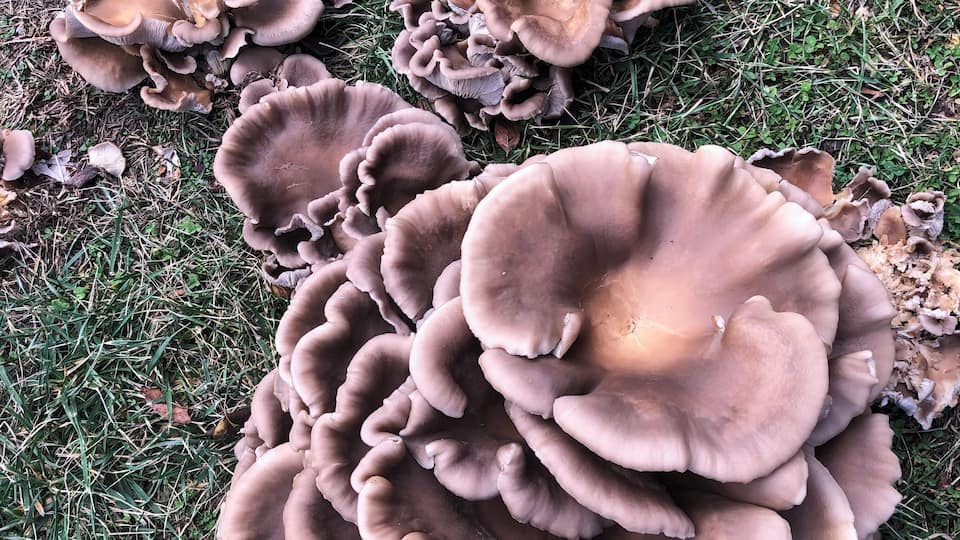 After the rain, discovered this mushroom art on West Chestnut Street.