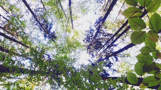 #Bodenmais #bavarianforest #bavaria #germany #hiking #forest #nature #trees #green #summer