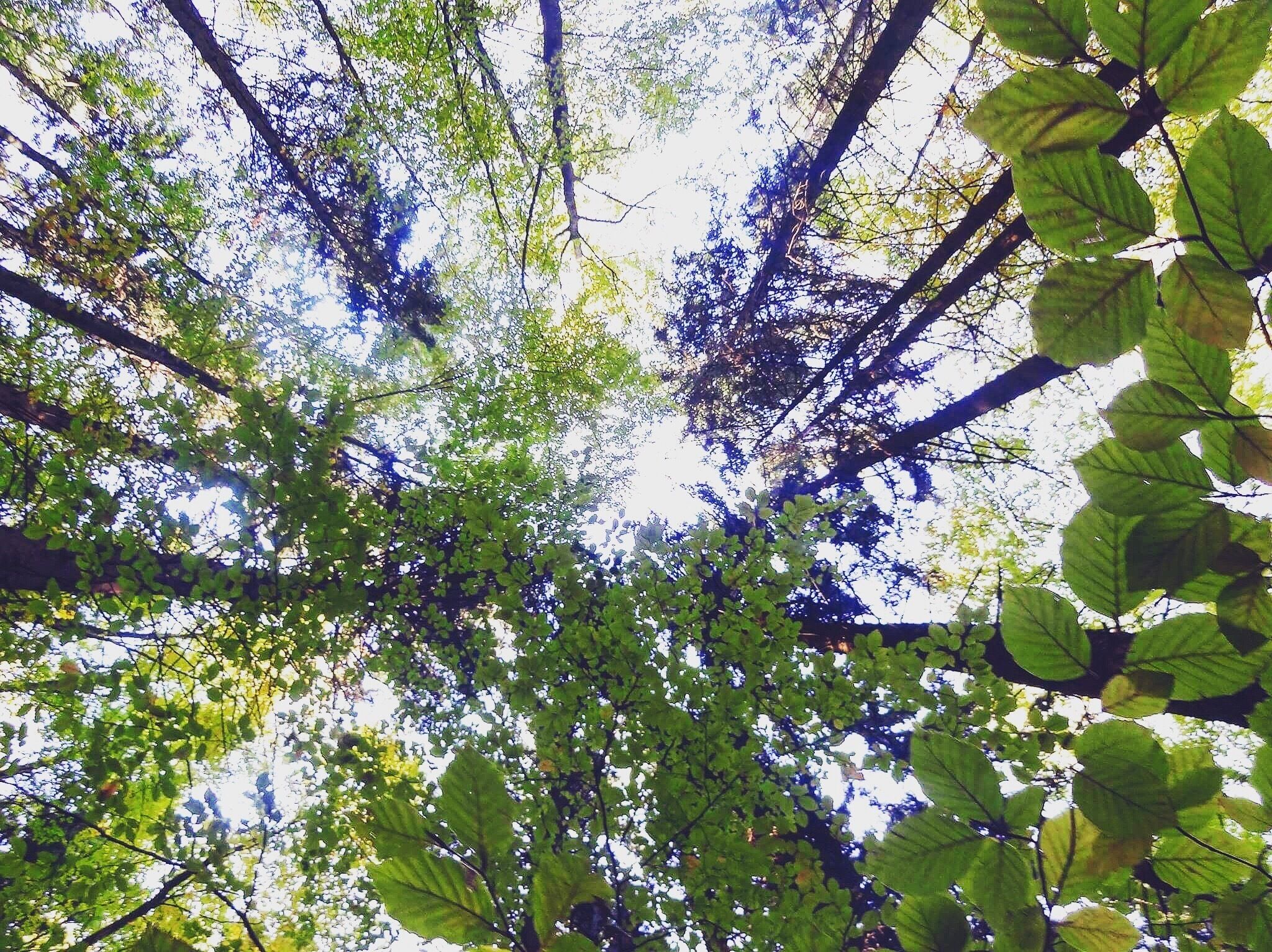 A dense canopy of green leaves with sunlight filtering through.