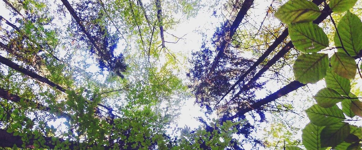 A dense canopy of green leaves with sunlight filtering through.