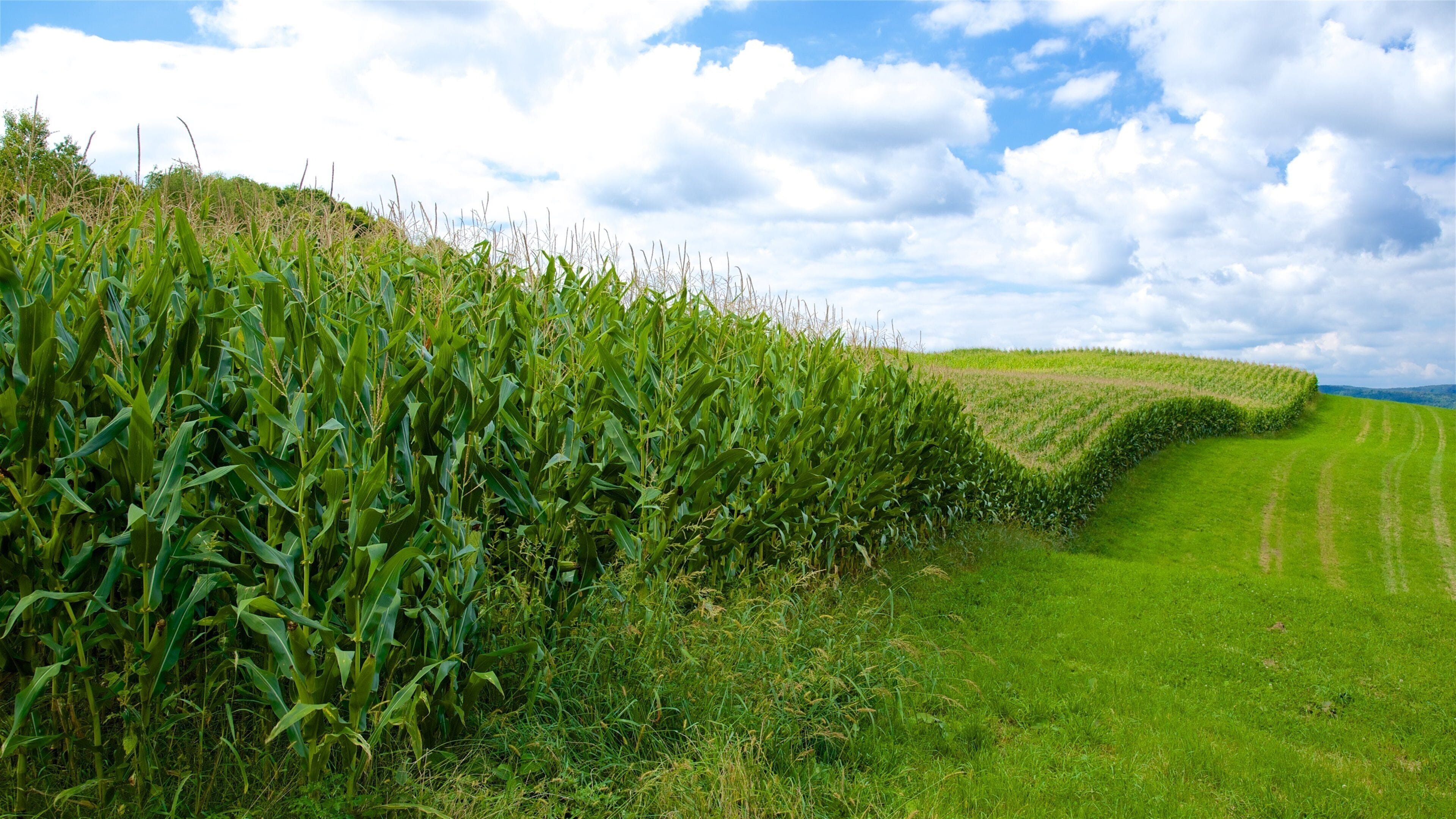 Greensburg showing farmland