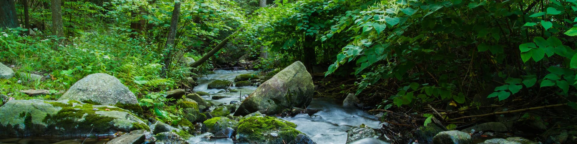 Lost Waterfalls Of Historic Mountain Park, Circa 1883 Abandon Amusement Park Completely Reclaimed By The Forest