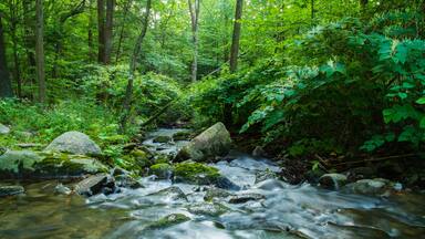 Lost Waterfalls Of Historic Mountain Park, Circa 1883 Abandon Amusement Park Completely Reclaimed By The Forest