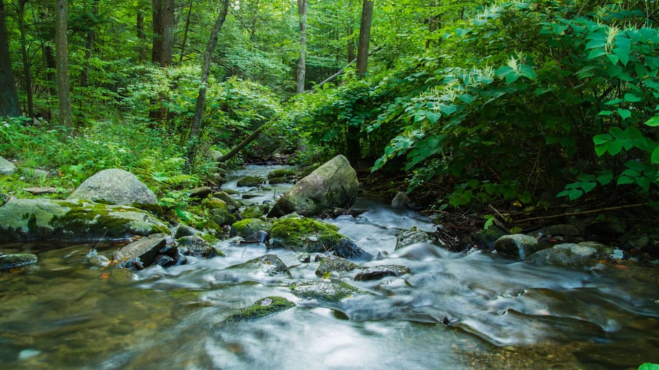A forest stream with rocks and moss.