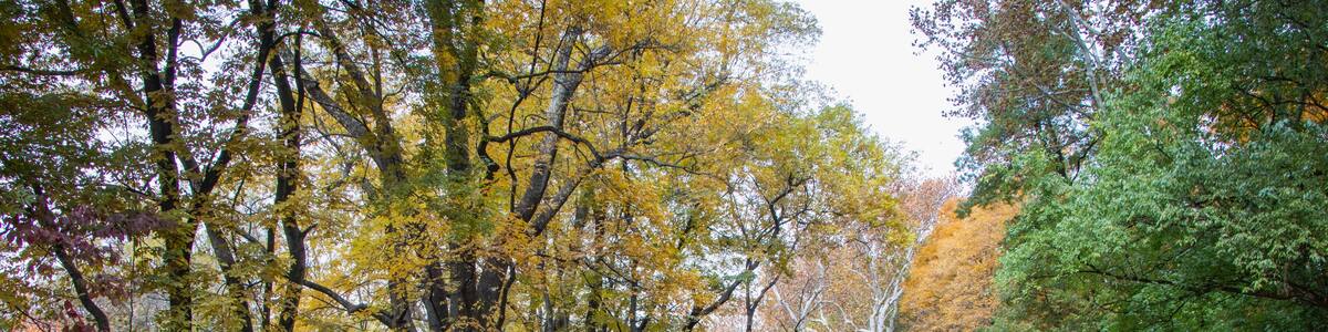 Wyomissing Creek surrounded by fall foliage near Reading, PA