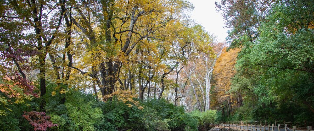Wyomissing Creek surrounded by fall foliage near Reading, PA