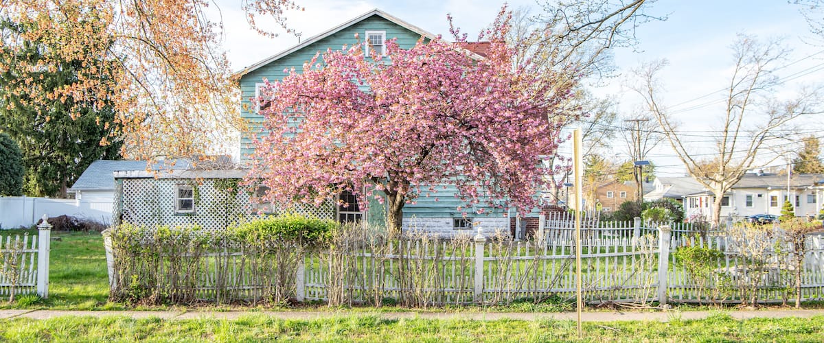 house with cherry blossom tree