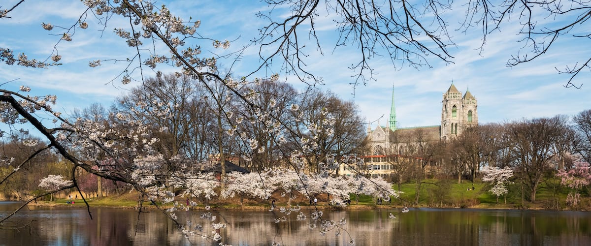 Cherry Blossom Branch