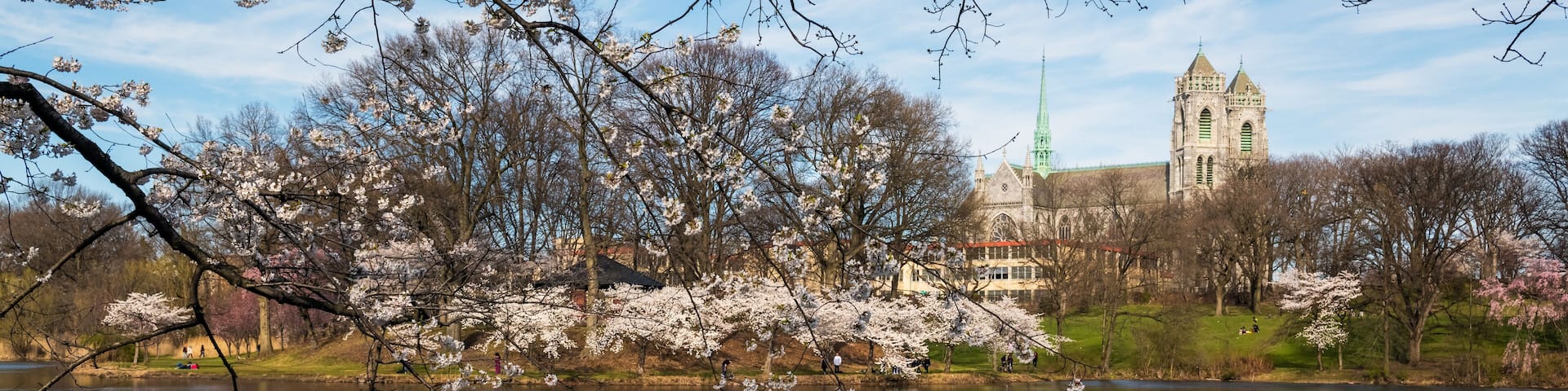 Cherry Blossom Branch