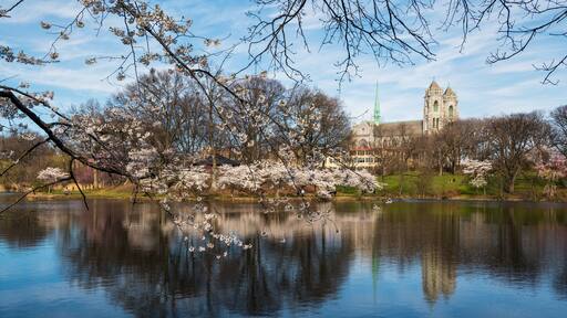 Cherry Blossom Branch