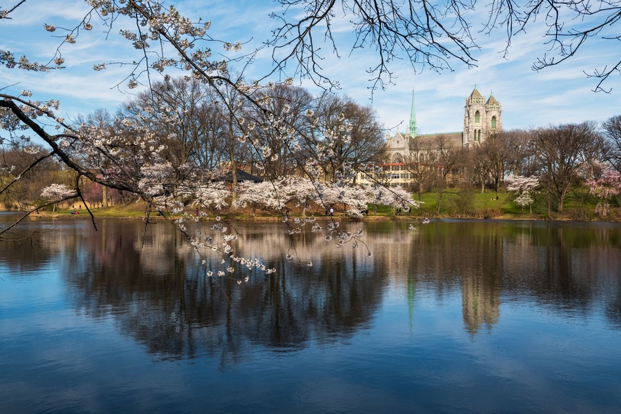 Cherry Blossom Branch