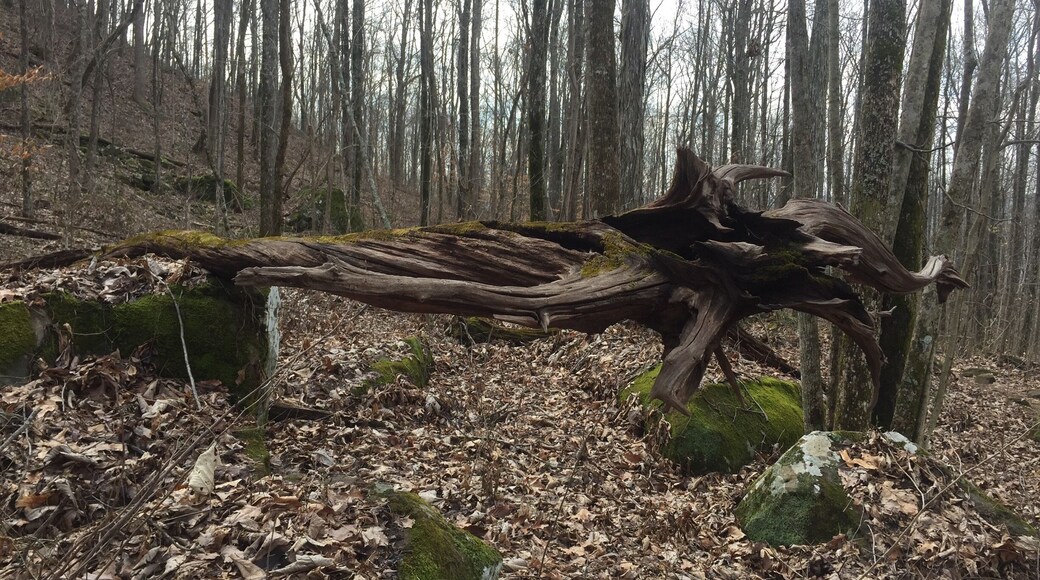 One of many beautiful sights along the #WallsofJericho trail. #nofilter