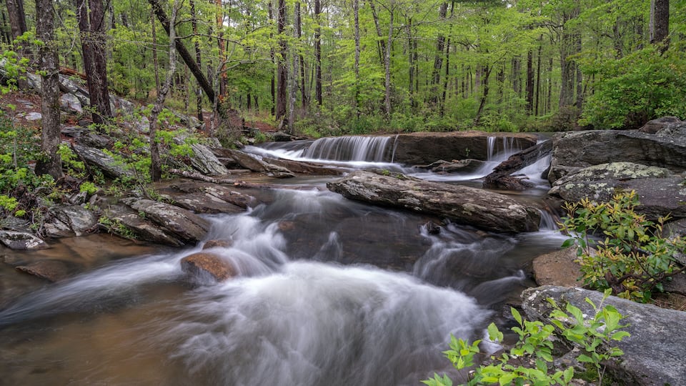 A forested stream with cascading water over rocks.