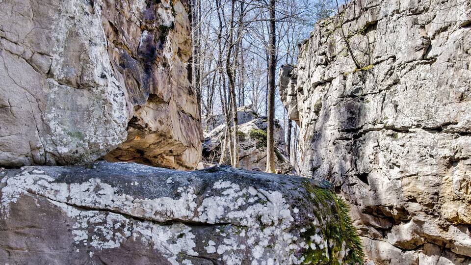 A rocky canyon with sparse trees and a large boulder covered in lichen.