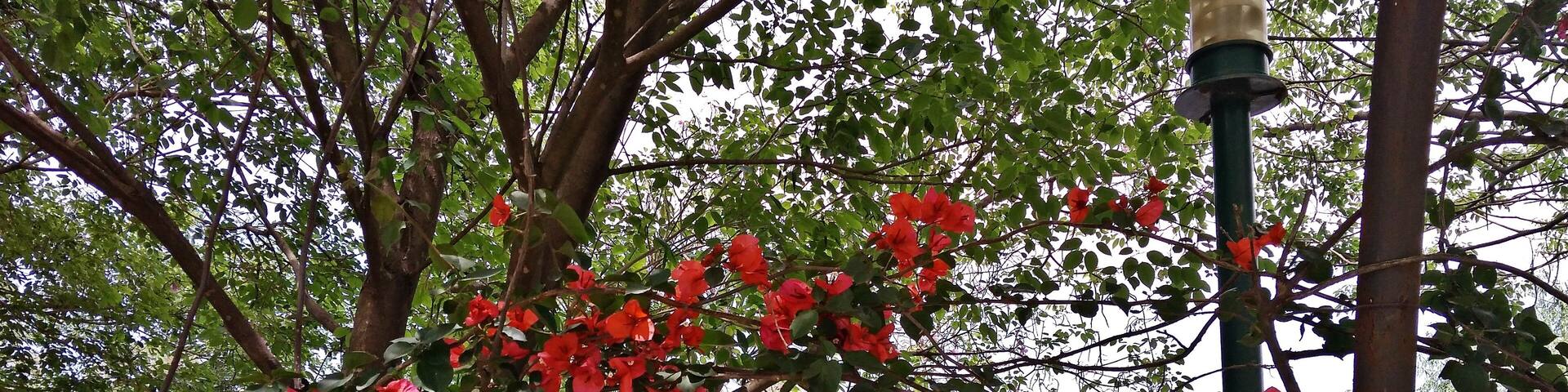 A tree with red flowers and a lamp post in a park with a body of water in the background.
