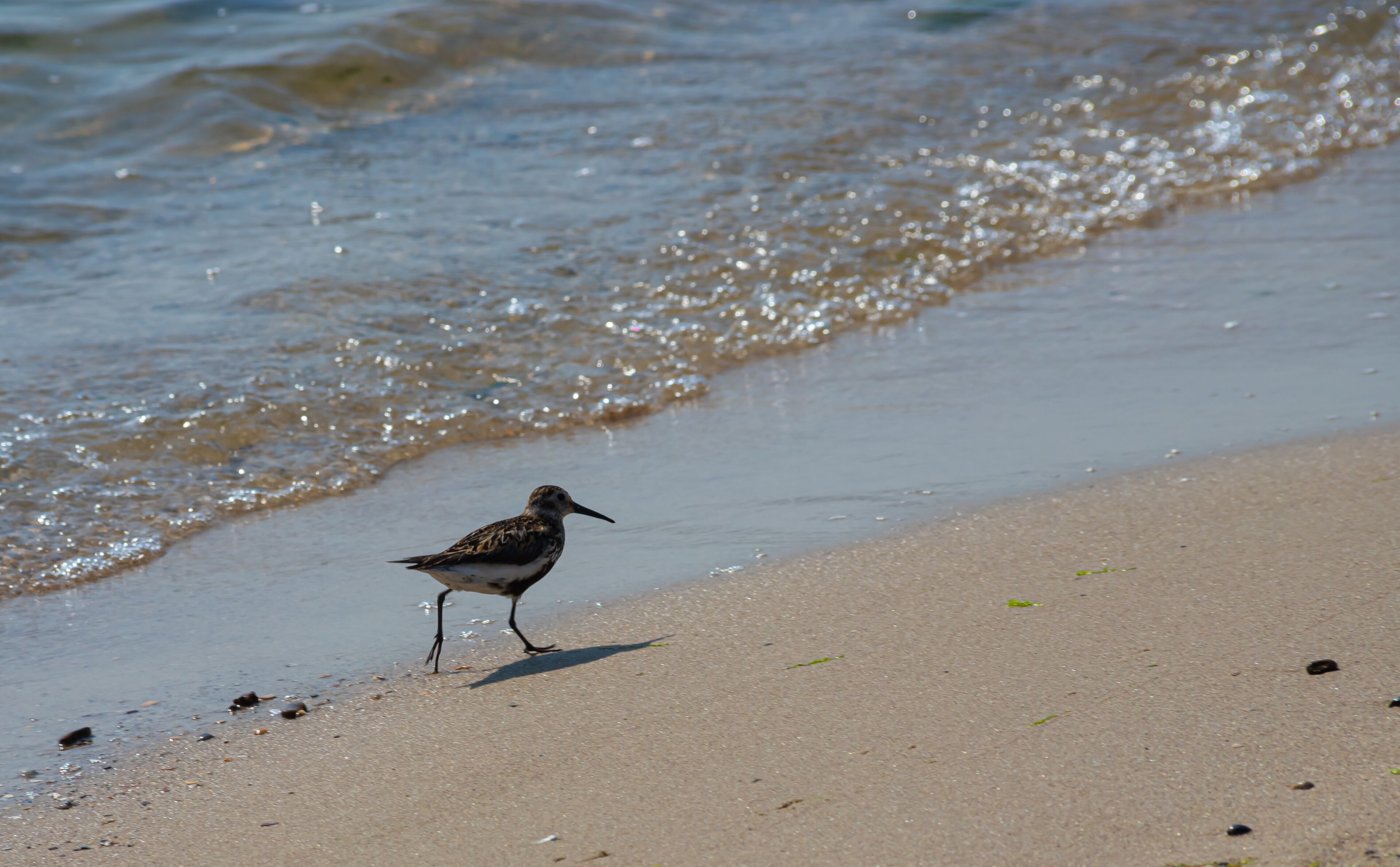 A Dunlin is walking on the beach. Also known as a Red-backed Sandpiper