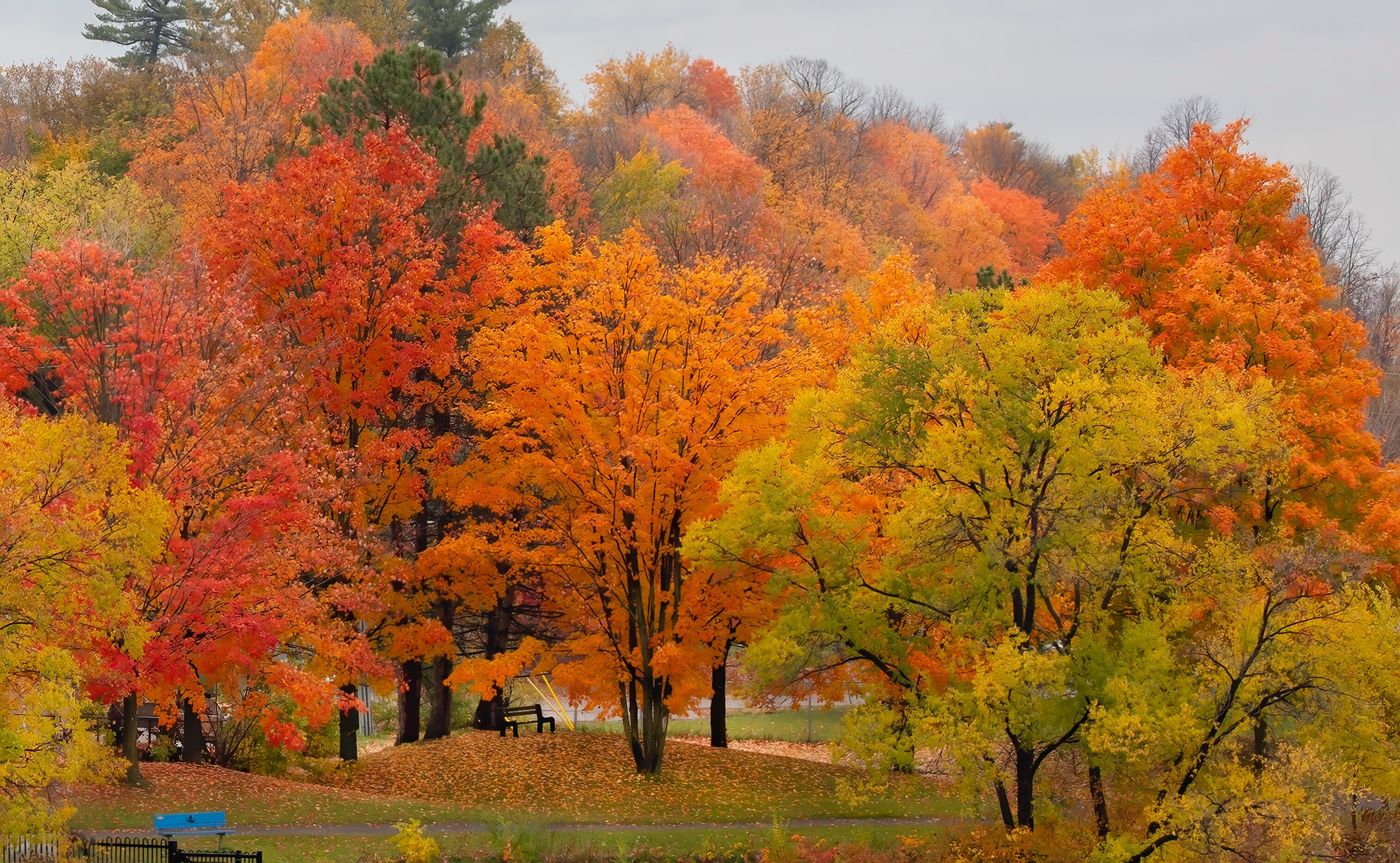 Beautiful autumn coloured leaves in a park along the Ottawa river