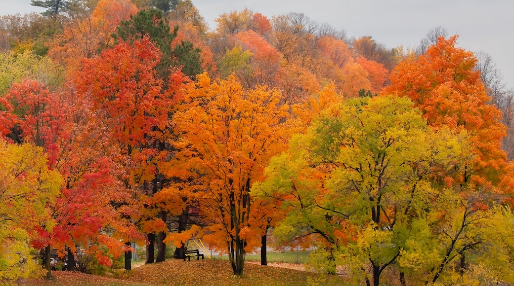 Beautiful autumn coloured leaves in a park along the Ottawa river