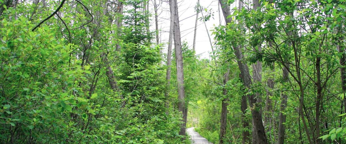 A narrow wooden boardwalk through a dense forest.