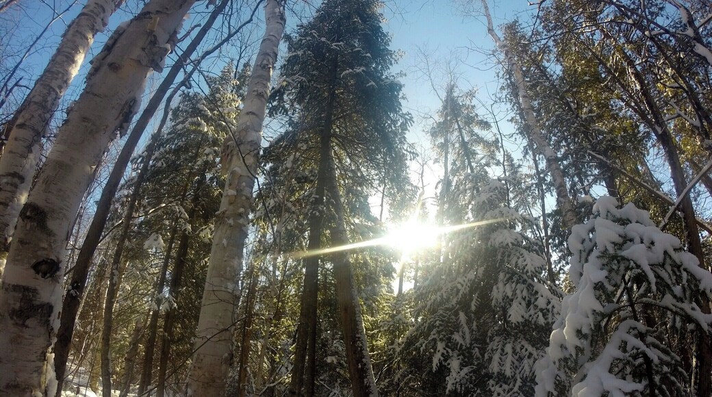 about a month ago everything was covered in snow #canada #ontario #mustdo