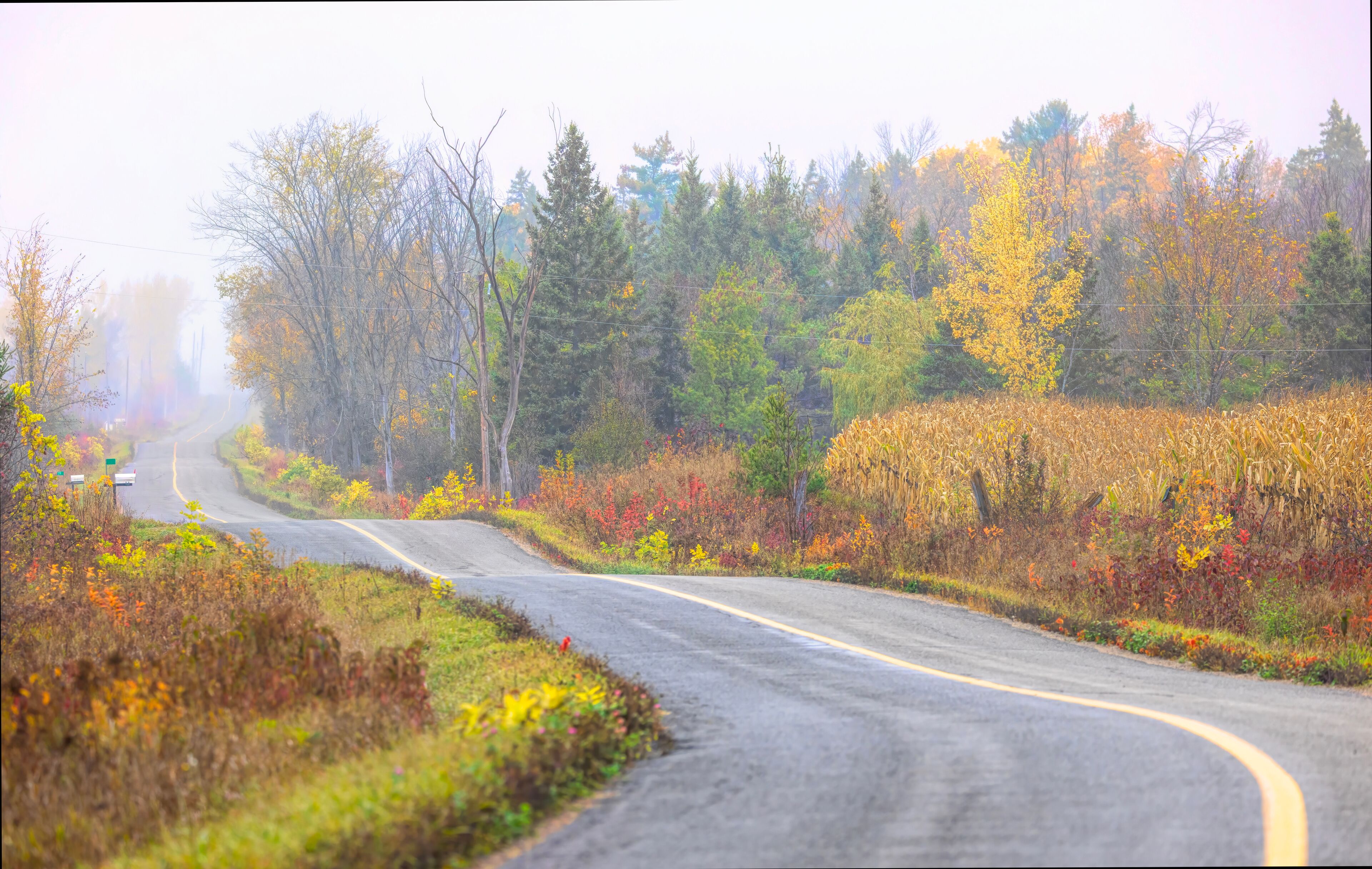 Colourful leaves in fall along a country dirt road near Arnprior, Ontario, Canada