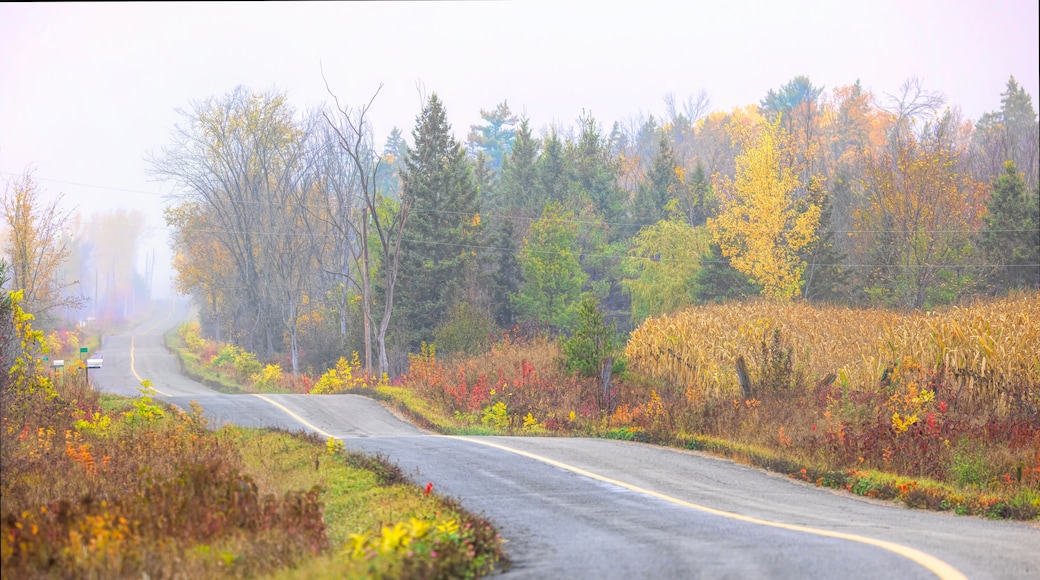 Colourful leaves in fall along a country dirt road near Arnprior, Ontario, Canada