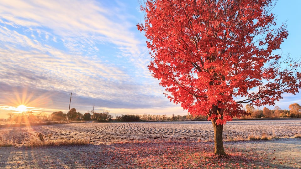 Fall colors at sunrise in rural Canada