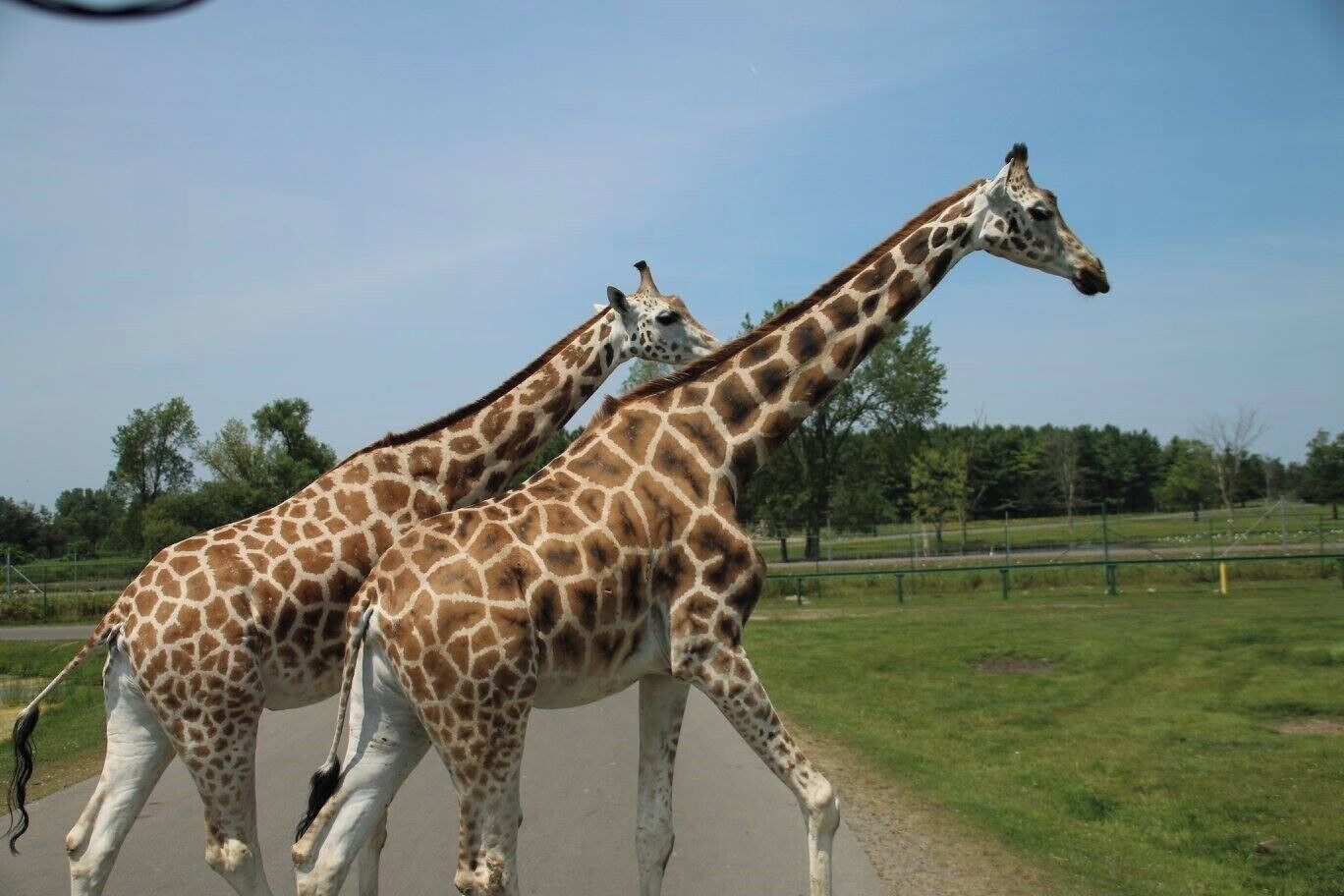 Where the animals roam freely. #Wildlife