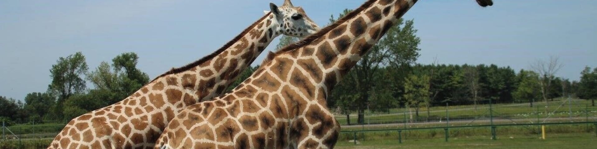 Where the animals roam freely. #Wildlife