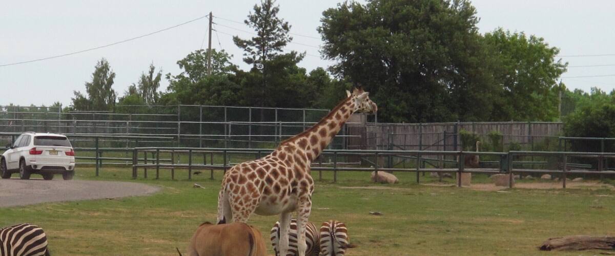 A safari experience in Ontario, Canada with unexpected delights! You can either use the Safari Tour Bus or drive around in your own vehicle to see over 1000 exotic birds and animals including a magnificent pride of lions. Love watching the elephants march in a line for a swim twice a day; bird and other shows; boat cruise, and a wet play area for the kids. #OntarioCanada #Safari #zoo #exoticanimals #Wildlife