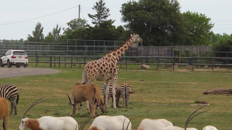 A safari experience in Ontario, Canada with unexpected delights! You can either use the Safari Tour Bus or drive around in your own vehicle to see over 1000 exotic birds and animals including a magnificent pride of lions. Love watching the elephants march in a line for a swim twice a day; bird and other shows; boat cruise, and a wet play area for the kids. #OntarioCanada #Safari #zoo #exoticanimals #Wildlife