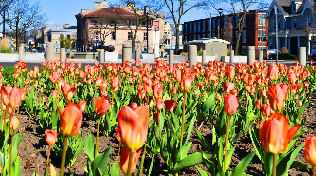 คิทเชนเนอร์