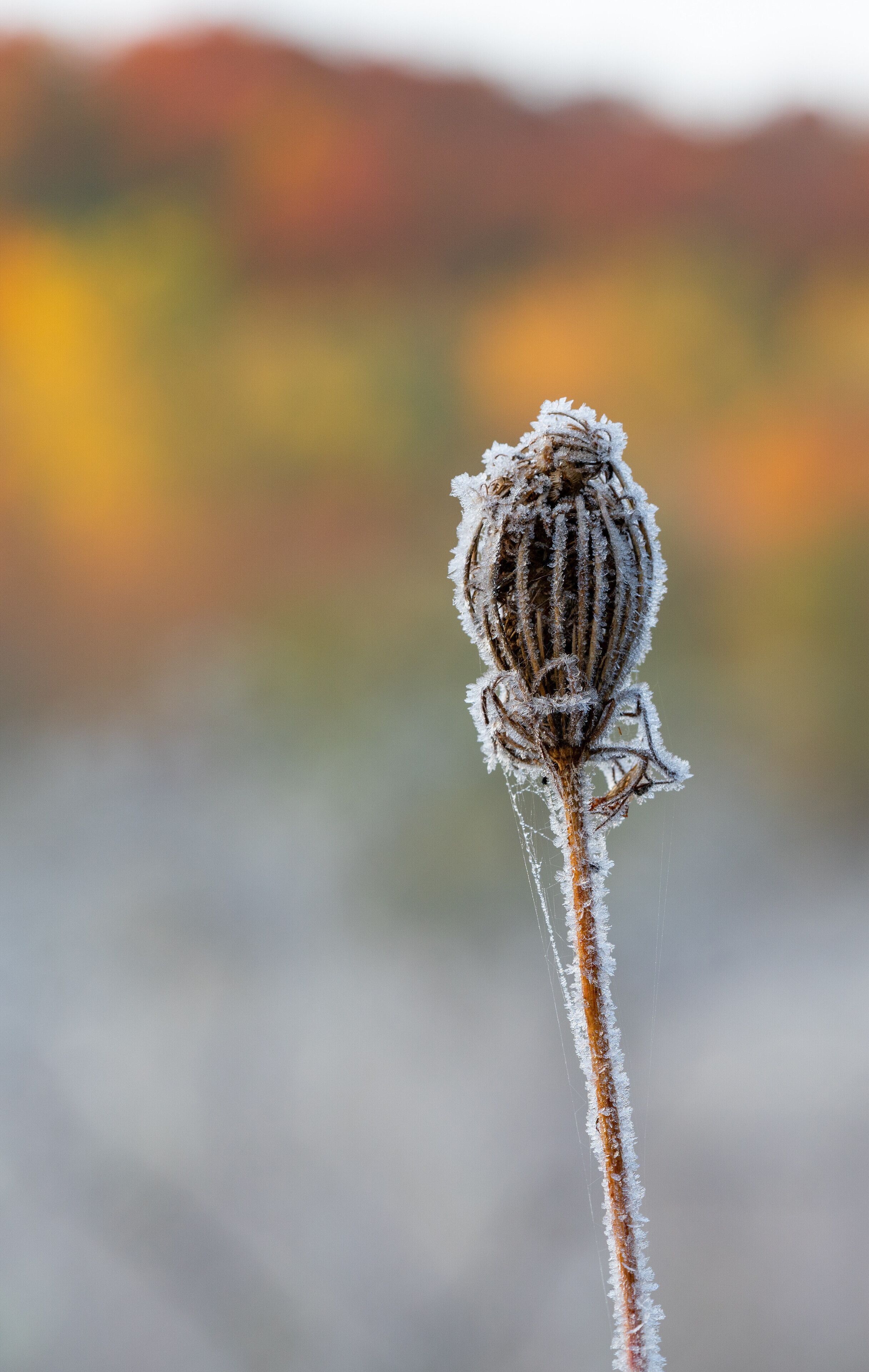 Autumn in Kitchener brings frost and fall colours.  There is a great stand of trees that turns the whole spectrum of fall colours on the Trailway #mybackyard