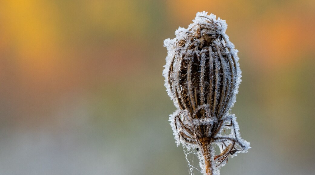 Autumn in Kitchener brings frost and fall colours. There is a great stand of trees that turns the whole spectrum of fall colours on the Trailway #mybackyard